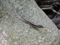 Anolis taylori