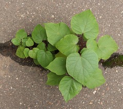 Catalpa × erubescens