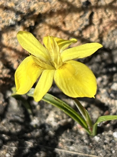 Image of Moraea papilionacea by (c) Dave U, some rights reserved (CC BY-SA)