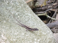 Anolis taylori