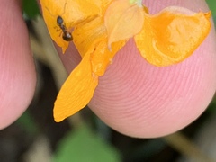 Dolichoderus plagiatus