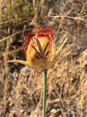 Calochortus fimbriatus