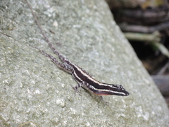 Anolis taylori