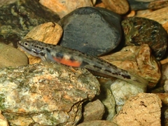 Chloe's Sicyopus photo 2