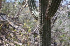 Pilosocereus