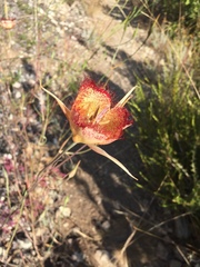 Calochortus fimbriatus