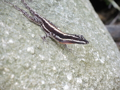 Anolis taylori