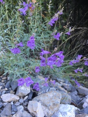 Penstemon sepalulus