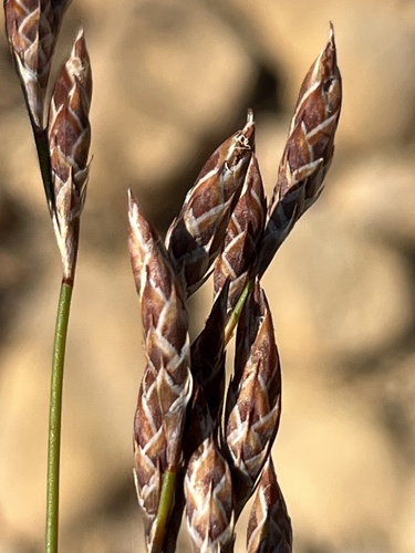 Milky Fountainreed (Cannomois primosii)