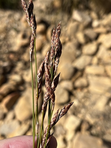 Image of Milky Fountainreed (Cannomois primosii) by (c) Dave U, some rights reserved (CC BY-SA)