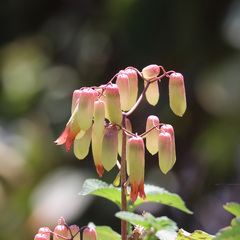Kalanchoe pinnata: Herkunft und Verwendung — Foto 3