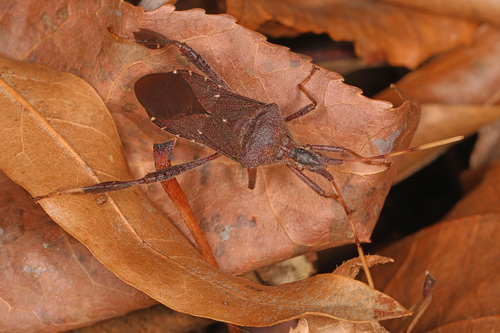 Northern Leaf-Footed Bug photo 3
