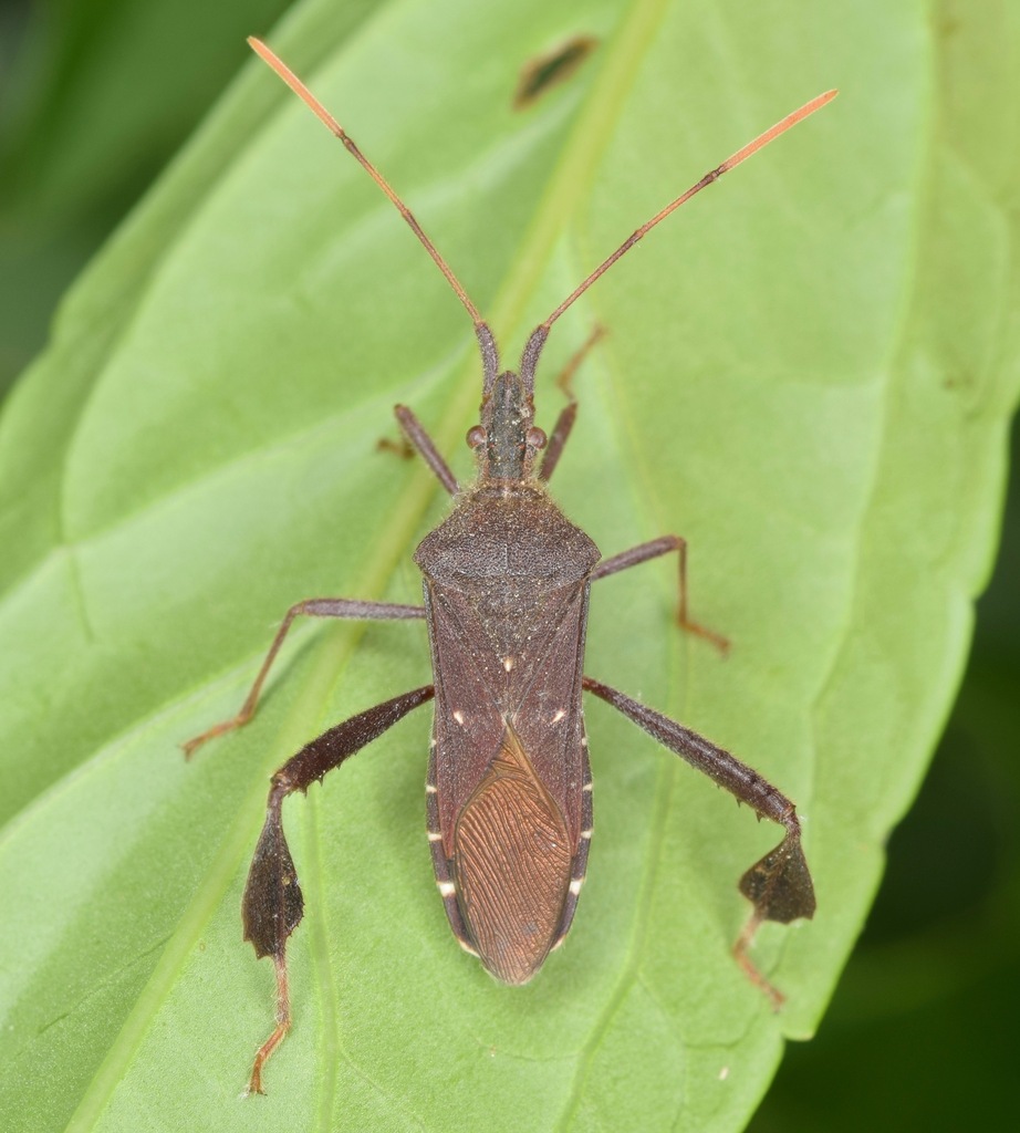 Northern Leaf-Footed Bug