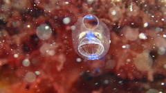 Skeleton Panda Sea Squirt photo 2
