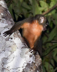 Aotus nigriceps