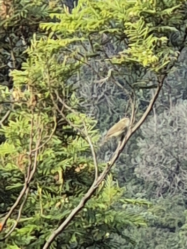 Greenish Warbler (Phylloscopus trochiloides), photo 5