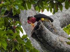 Helmeted Hornbill photo 2