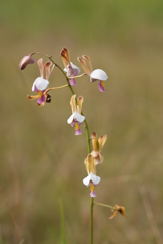Eulophia caricifolia