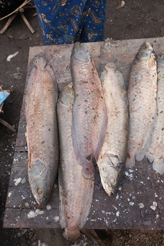 African Arowana