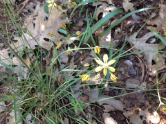 Triteleia ixioides scabra