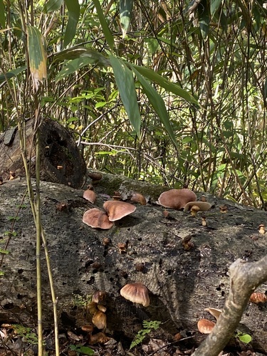 Omphalotus japonicus