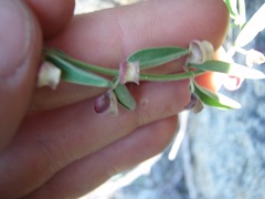 Scutellaria californica