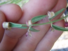 Scutellaria californica