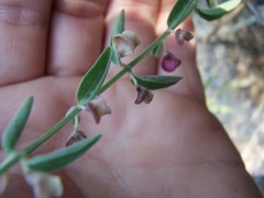 Scutellaria californica