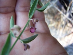 Scutellaria californica