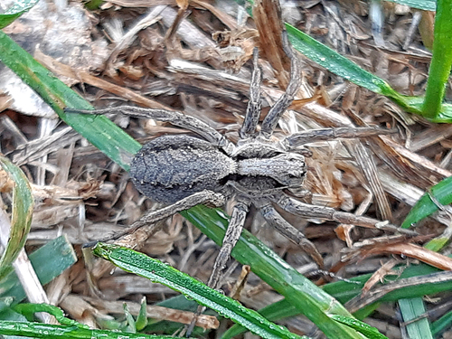 Alopecosa taeniopus