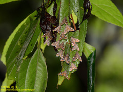 Strepsinoma croesusalis
