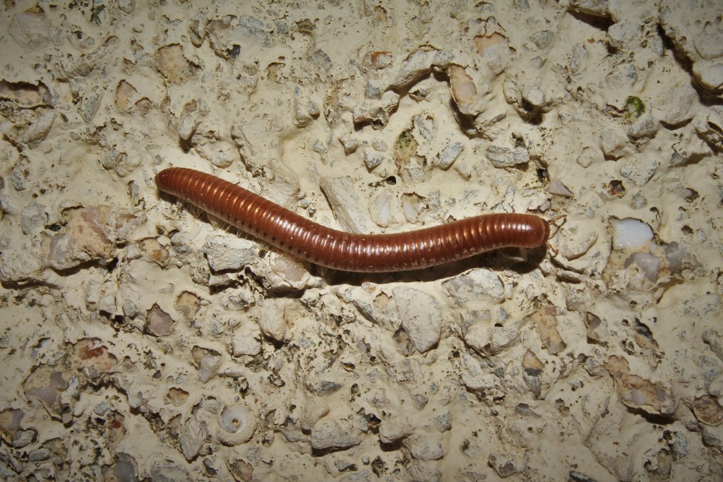 Pachyiulus from Βορείου Αιγαίου, Ελλάδα on July 11, 2019 at 0140 PM by