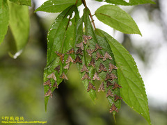 Strepsinoma croesusalis