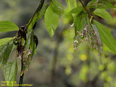 Strepsinoma croesusalis