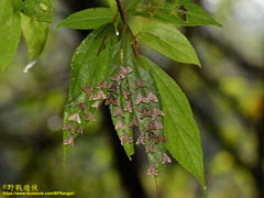 Strepsinoma croesusalis