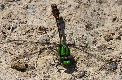 Rusty Snaketail