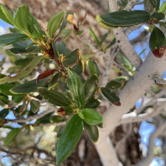 Cercocarpus ledifolius intermontanus