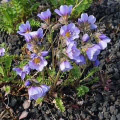 Polemonium boreale