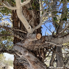 Cercocarpus ledifolius intermontanus