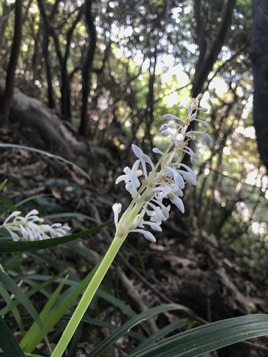 Ophiopogon jaburan