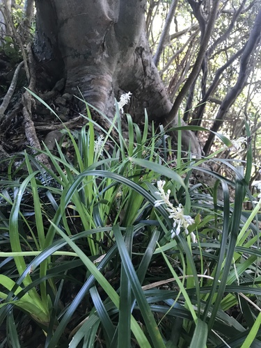 Ophiopogon jaburan