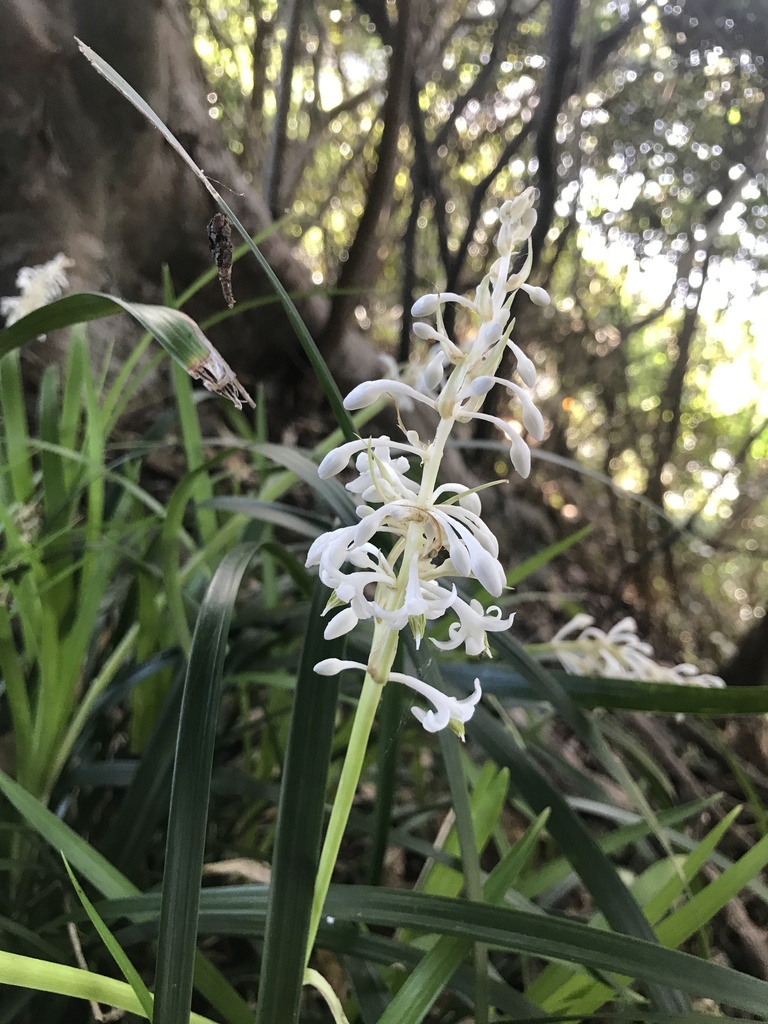 Ophiopogon jaburan, Satochosato, Satsumasendai, Kagoshima 896-1101, Japan