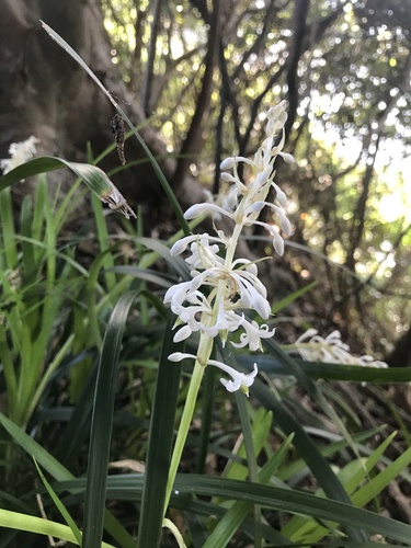 Ophiopogon jaburan (Ophiopogon jaburan)