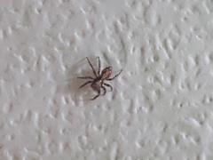 Pseudeuophrys lanigera