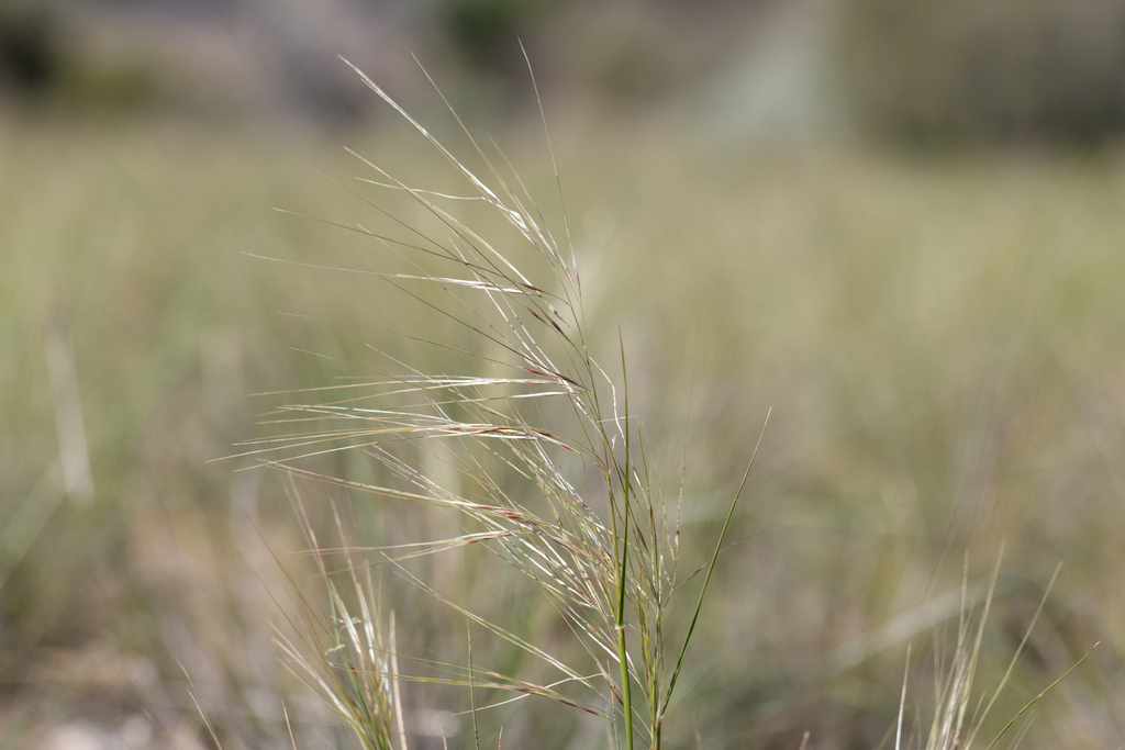 Austrostipa lanata