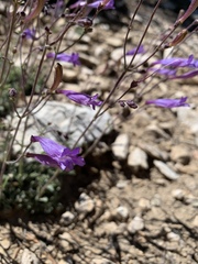 Penstemon scapoides