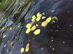 Nuphar variegata