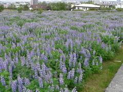 Lupinus nootkatensis