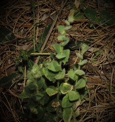 Kickxia spuria integrifolia