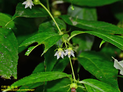 Cyclocodon lancifolius